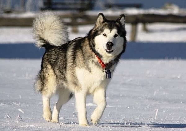 Alaskan Malamute