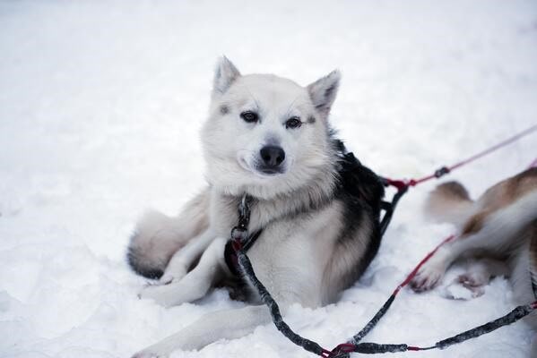 Alaskan Malamute