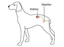 Bệnh Thận Ở Chó