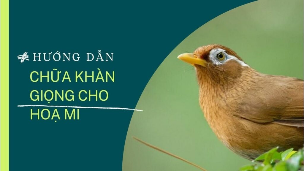 Cách Chữa Họa Mi Bị Khàn Giọng