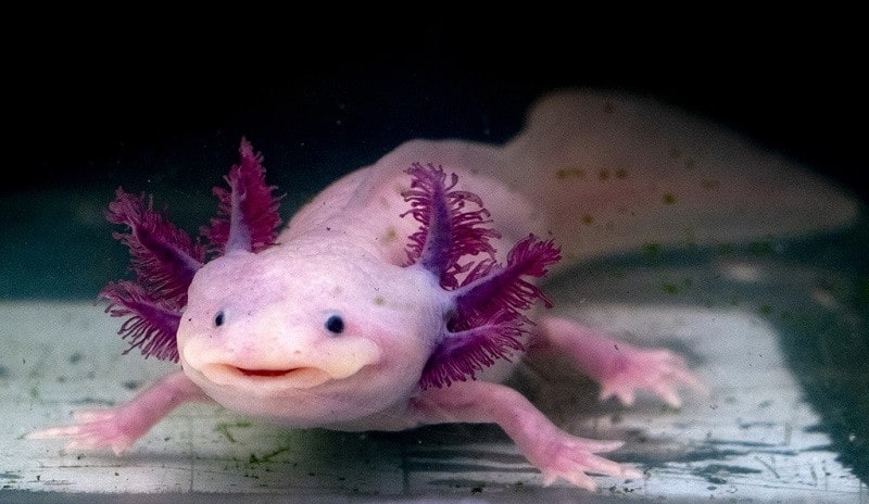 Cách Nuôi Kỳ Nhông Axolotl