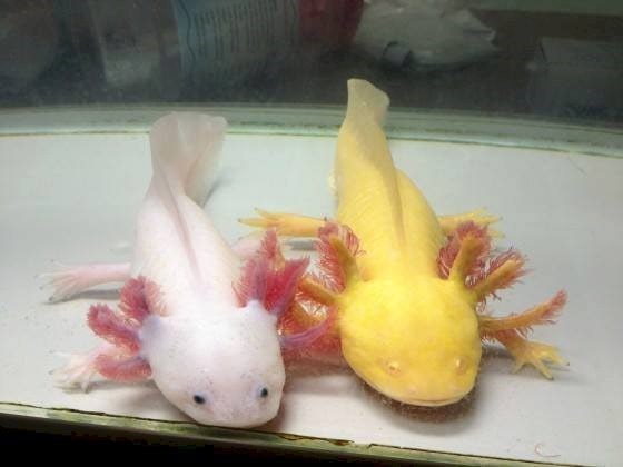 Cách Nuôi Kỳ Nhông Axolotl