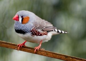 Chim Yến Phụng – Loài Vẹt Nhỏ Nhắn, Đáng Yêu Và Thông Minh