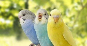 Vẹt Mặt Trời Đuôi Dài- Loài Chim Thông Minh Và Đáng Yêu