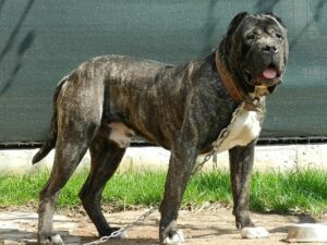 [TÌM HIỂU] Các Bệnh Thường Gặp Ở Chó Rottweiler Và Cách Phòng Tránh