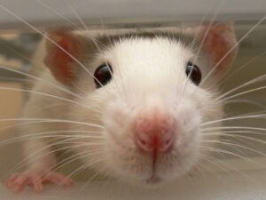 [TÌM HIỂU] Chuột Hamster Bear Và Những Thông Tin Liên Quan