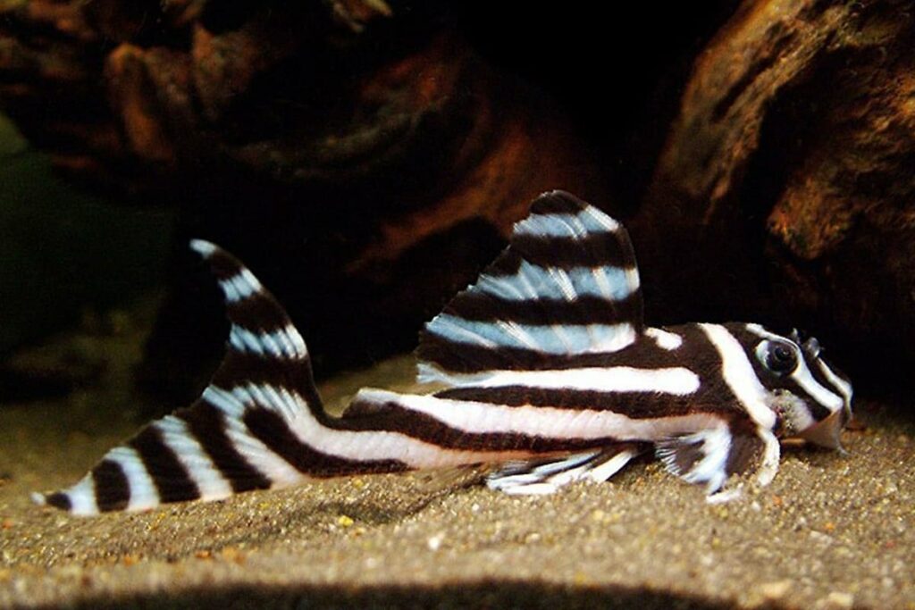 L46 Zebra Pleco