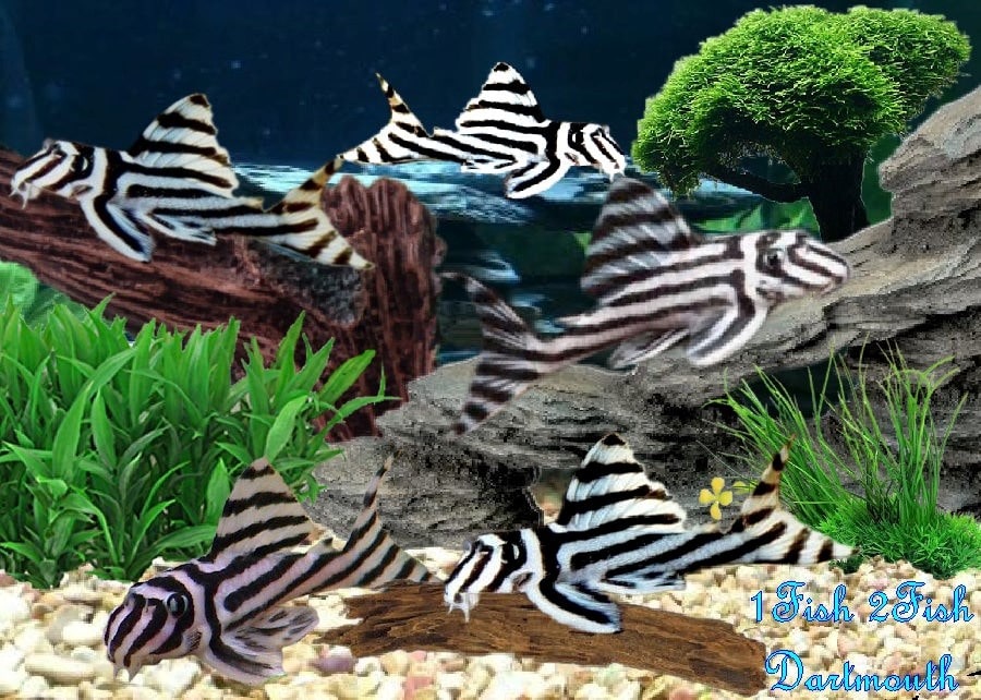L46 Zebra Pleco