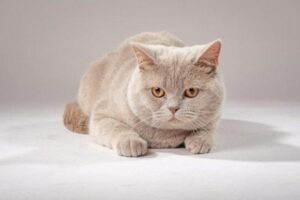 Mèo Pallas Manul – Giống Mèo Hoang Dã Đáng Yêu Và Hiếm Có