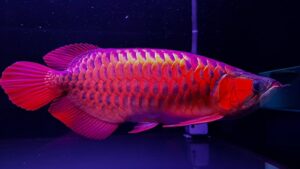 [TÌM HIỂU] Cá Lóc Vây Xanh Channa Andrao – Một Loài Cá Lóc Đặc Biệt