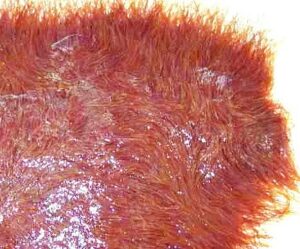 [TÌM HIỂU] Bèo Rễ Đỏ – Một Loài Cây Thủy Sinh Đẹp Và Dễ Nuôi