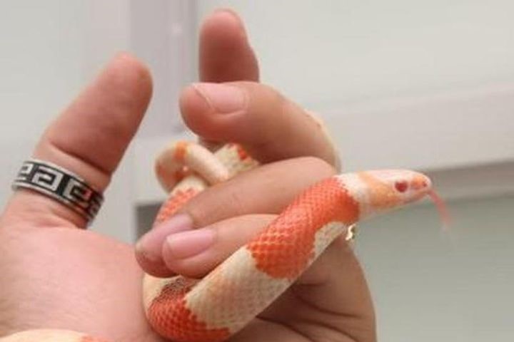 Rắn Sữa Milk Snake