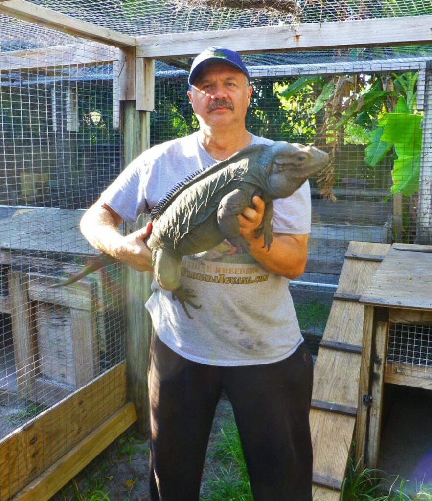 Rhino Iguana