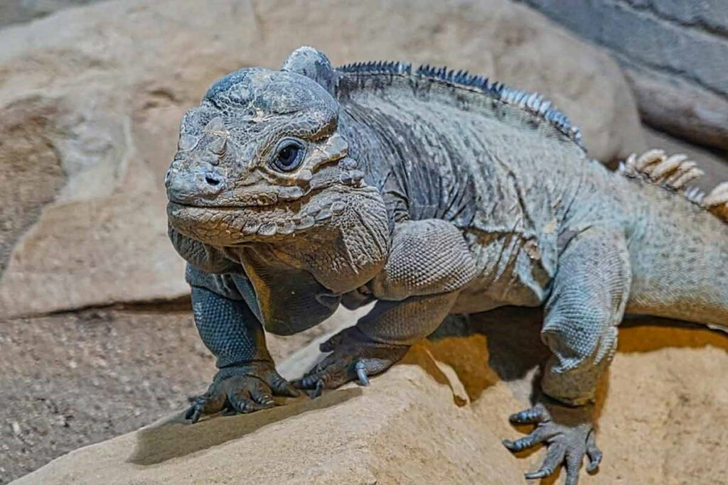 Rhino Iguana