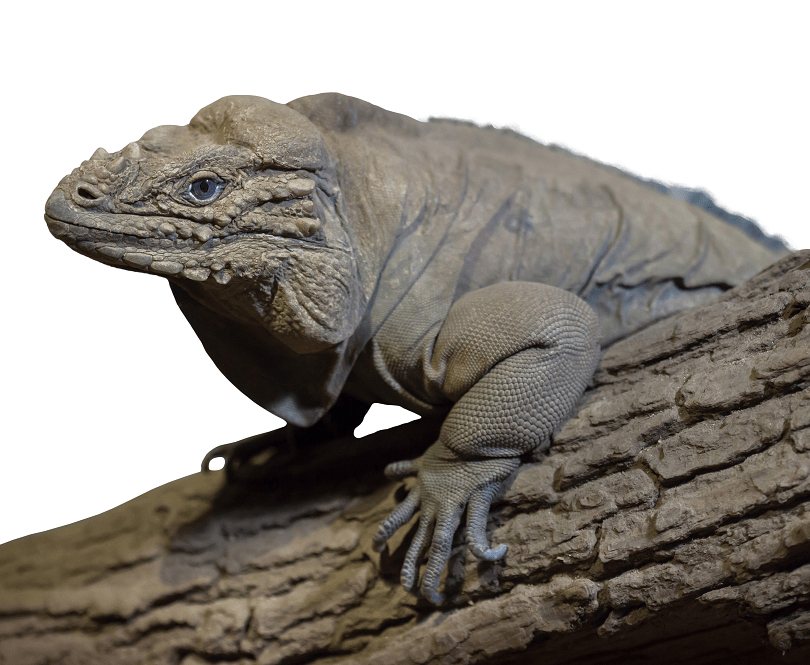 Rhino Iguana