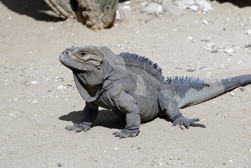 Rhino Iguana