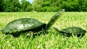 Rùa Common Snapping – Một Loài Rùa Cảnh Độc Đáo Và Thú Vị