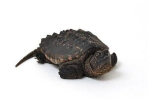 Rùa Razor – Một Loài Rùa Cảnh Độc Đáo Và Dễ Nuôi