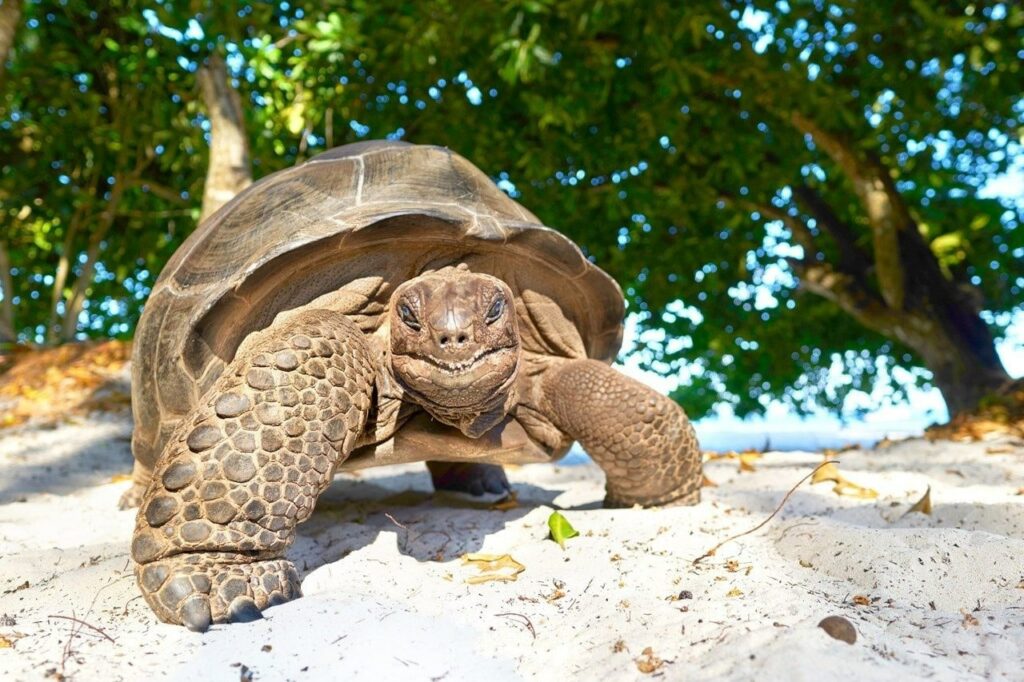 Rùa Khổng Lồ Aldabra