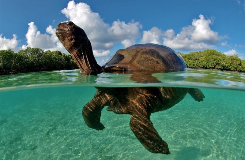 Rùa Khổng Lồ Aldabra