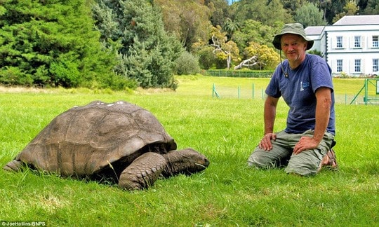 Rùa Khổng Lồ Aldabra