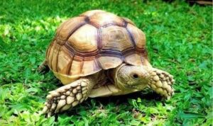 Rùa Florida Snapping: Loài Rùa Đầm Lầy Độc Đáo