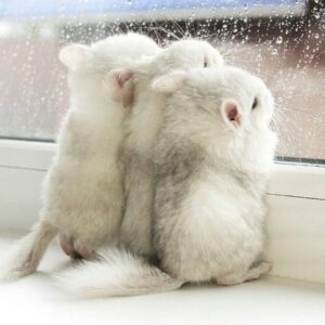 Chuột Hamster Winter White – Một Loài Thú Cưng Đáng Yêu Và Dễ Nuôi