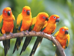 [TÌM HIỂU] Chim 7 Màu Chim Sẻ Gouldia – Loài Chim Sẻ Đa Sắc Màu Của Úc
