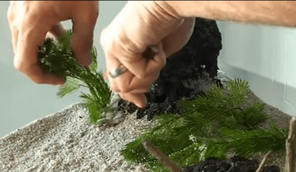 xử lý cây thủy sinh trước khi trồng