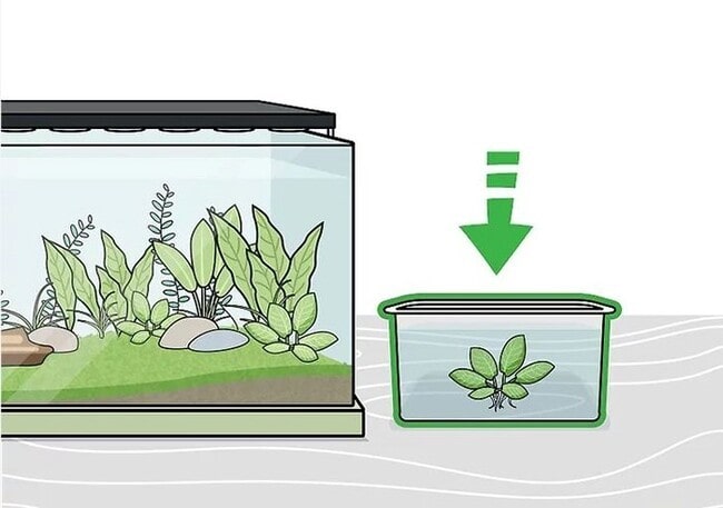 xử lý cây thủy sinh trước khi trồng